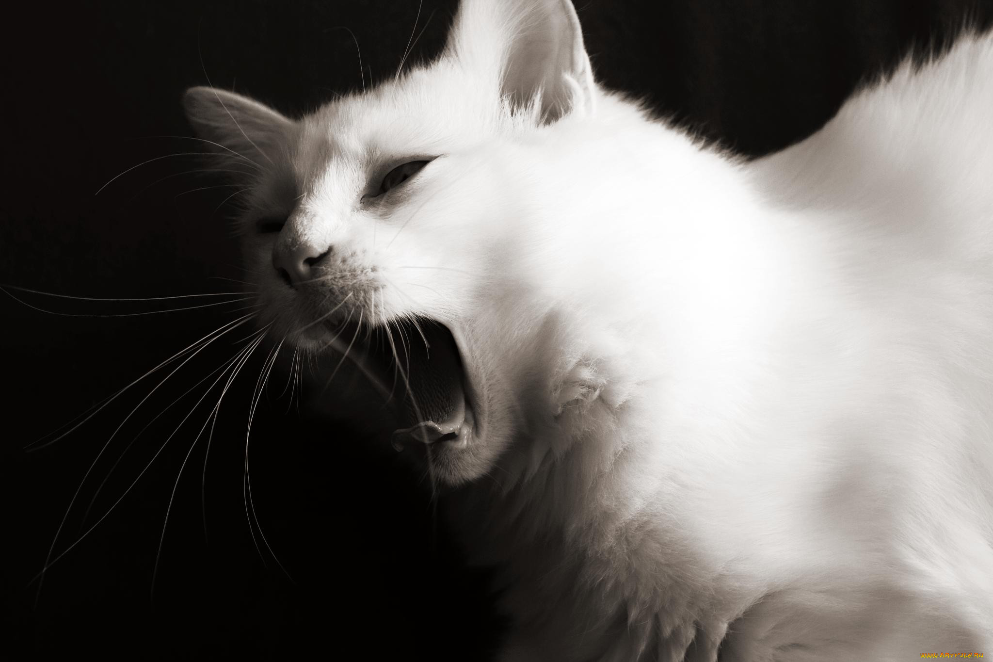 , , cat